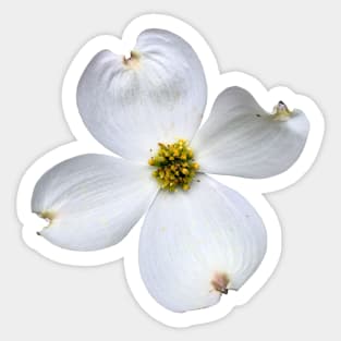 White Dogwood Flower on White Sticker